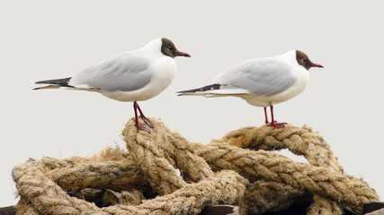 White-winged Seagull live in the sea