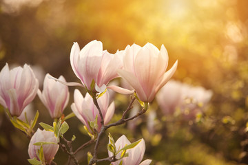 Fototapeta premium Magnolia blooming in the spring park