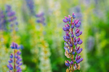 Wild Flowers Lupine In Summer Field Meadow. Close Up. Lupinus, Lupine