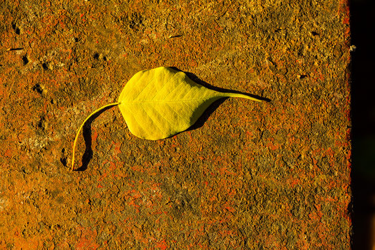 small Bodhi leave on red background, also known as Pipal leave and Bo leave