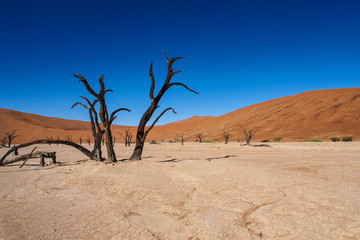 Fototapeta na wymiar Namibia - Dead Vlei