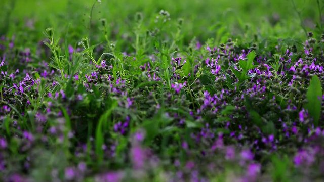 Prunella vulgaris flowers in the spring meadow