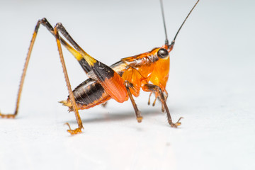Orange, black bush-crickets or katydids (Arthropoda: Insecta: Coleoptera: Dryophthoridae: Conocephalus melanus) crawling on a white surface isolated with white background