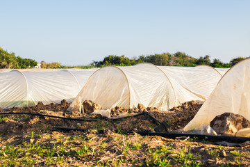 greenhouses in country garden in spring