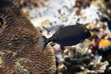 colorful box fish on a reef