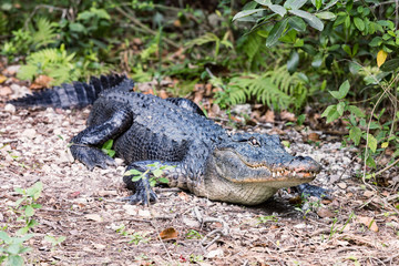 Alligator in the Florida Everglades National Park
