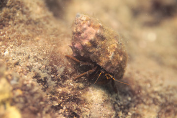 big hermit crab in a colorful shell