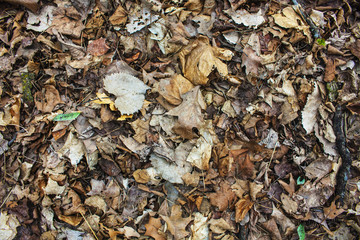 Dead leaves covering forest floor