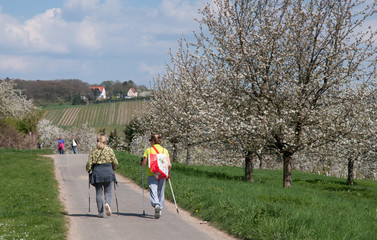 Fototapeta premium wanderer zur kirschblüte bei wiesbaden-frauenstein