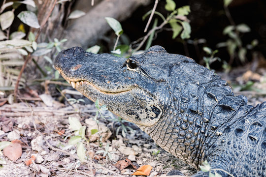 Alligator in the Florida Everglades National Park
