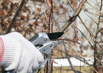 pruning dead branches of Apple tree metal shears in the garden early spring