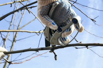 pruning dead branches of Apple tree metal shears in the garden early spring day on a background of blue sky