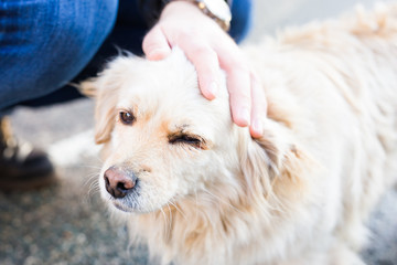 owner caressing gently her dog