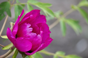 pink peony flower closeup on blurred background