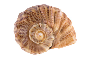 Seashell isolated on white