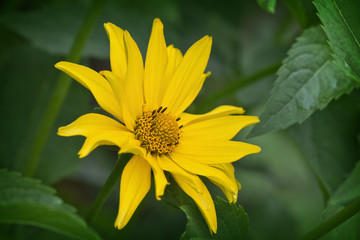 one yellow flower  helopsis  closeup in green