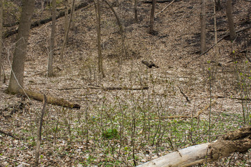 Wisconsin trees, fallen logs and new spring growth