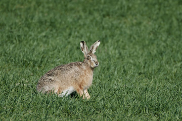 European hare (Lepus europaeus)