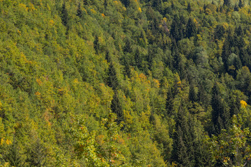 Fototapeta premium Colorful forest in a beautiful autumn landscape in Svaneti. Georgia