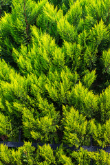 Bush of jiniper in autumn season. Turkey in november. Selective focus