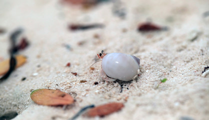 hermit crab in a shell hiding on the sand