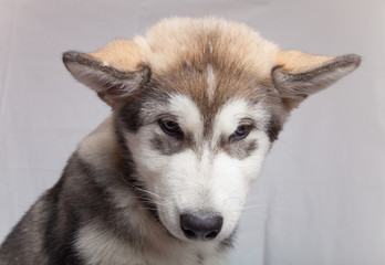 Puppy of alaskan malamute in a studio