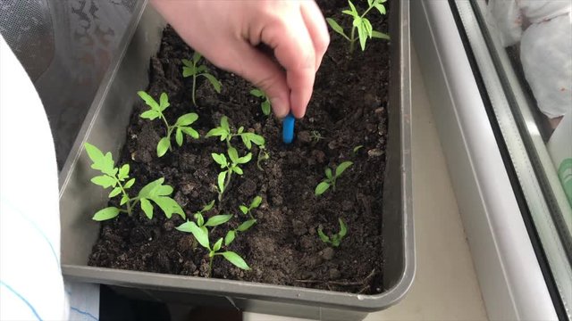 Growing seedlings for the garden. Seedlings grow in a container on the windowsill in the house. A man loosens the ground to improve the aeration. Video shot on the iPhone 7 Plus.