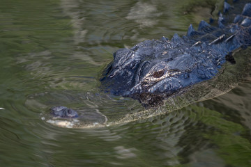 American alligator