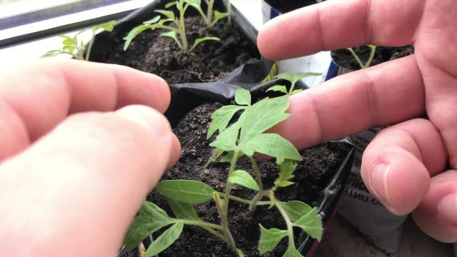 Growing seedlings for the garden. Seedlings grow in plastic bags on the windowsill in the house. The man looks at the leaves of the plants. Video shot on the iPhone 7 Plus.
