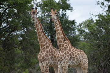 Giraffe Kruger National Park South-Africa
