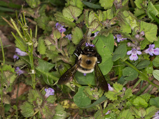 MAcro of a bumble bee