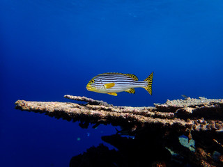 Lone fish on coral reef