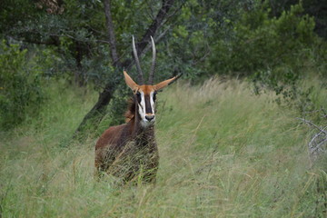 Sable Kruger National Park South-Africa