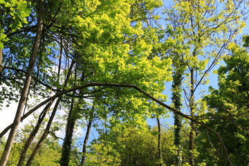 Green_view