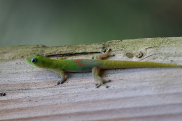 gruener Goldstaub-Taggecko