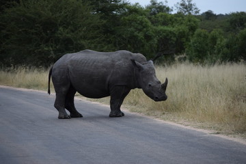 Rhino Kruger National Park South-Africa