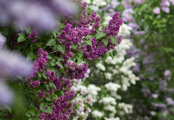 Obraz premium Spring Lilac Flowers in the Garden
