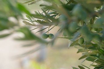 Olive tree