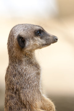 stehendes Erdmaennchen