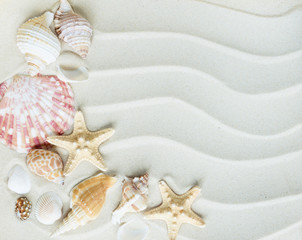 Fototapeta na wymiar Clams and starfishes on thesea sand
