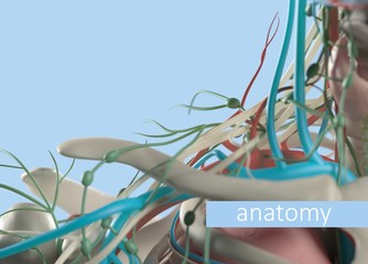Anatomy body model extreme close-up. Selective focus. Human anatomy body. 3d illustration.