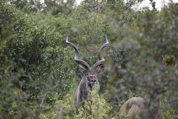 Kudu Kruger National Park South-Africa