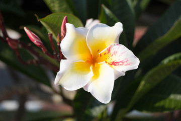 White tropical asian flower Plumeria