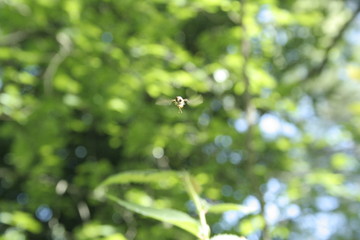 Syrphidae in volo