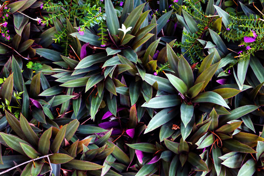 Purple tropical flowers Cuphea hyssopifolia and Rhoeo