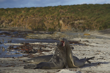 Southern Elephant Seals (Mirounga leonina) testing their strength against each other on a sandy beach on Sealion Island in the Falkland Islands.