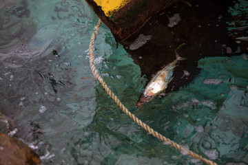 underwater world - fish swims in a port