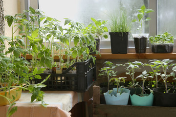 Spring seedlings: tomatoes, pepper, cabbages, basil and leeks. Vegetable seedlings in pots on windowsill.