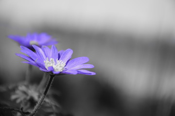 Anemone blau, selektierte Farbe