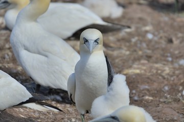 Fous de Bassan, Ïle Bonaventure, Québec, Canada